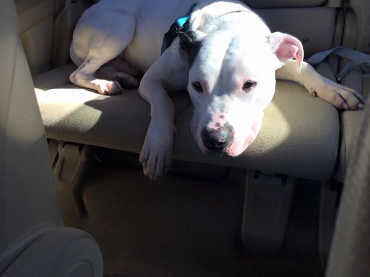 Shelter Dog Doesn’t Want To Go Back To The Shelter After A Volunteer Takes Him For An Outing