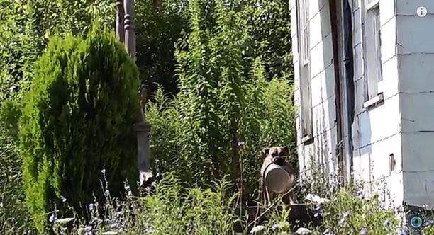 Stray Dog Carried Food Bowl To Rescuers Because He Just Wanted Someone to Feed Him