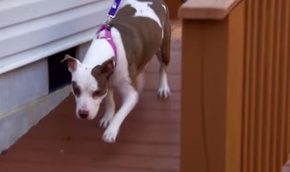 Rescued Pittie Steps Into The Backyard Of Her New Forever Home For The 1st Time And It’s SPECTACULAR!