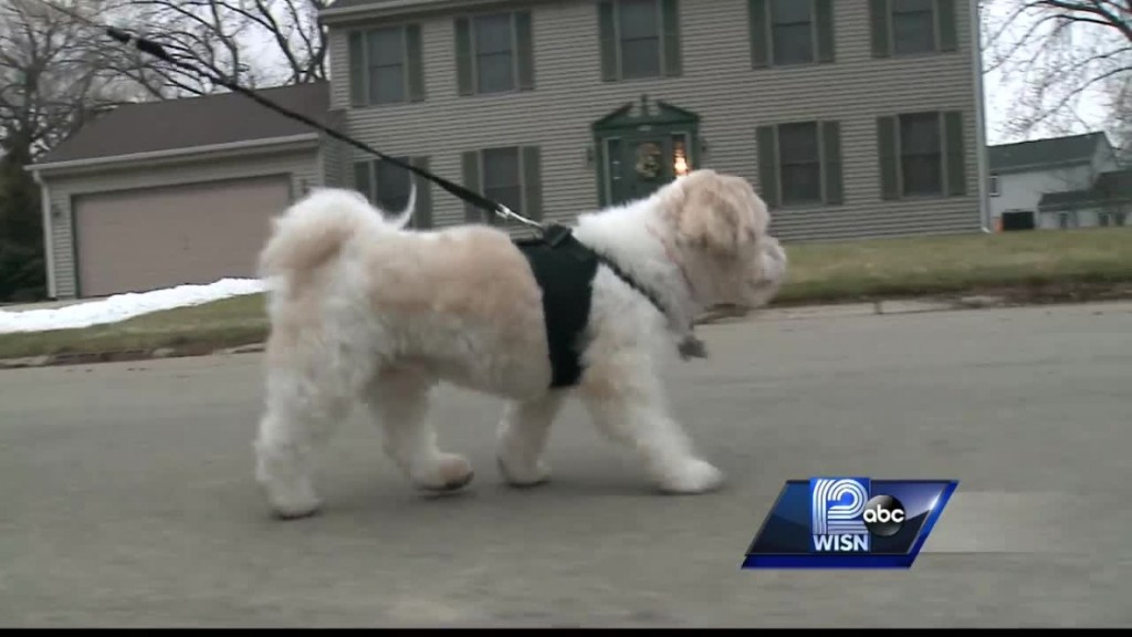 Blind And Deaf Dog Sniffs Out A Gas Leak In His Neighborhood