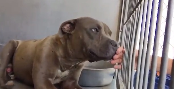 Abused Pit Bull Gets Love For First Time!