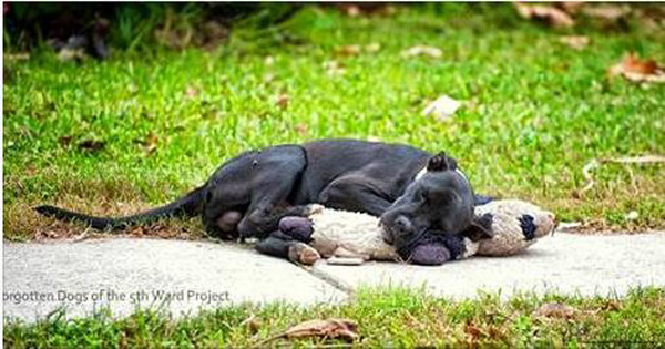 Lonely Dog Finds Comfort in a Forsaken Teddy