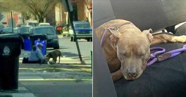 Dog Living on Pennsylvania Streets All Winter Finally Rescued