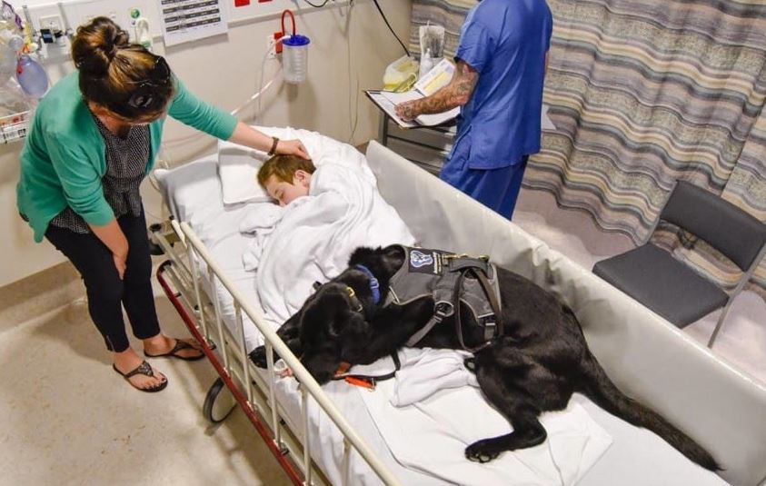 This dog refuses to leave his little’s boy hospital bed. The reason? This is incredibile!