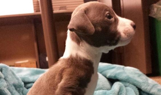 A Boy Picks Out A Crippled Pup To Buy From The Farmer. The Reason? I’m In Tears.