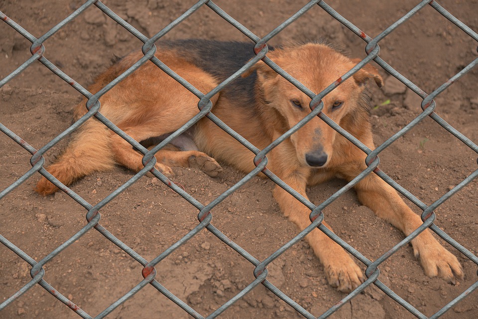 This Man Left His Dog Outside Overnight! When The Cops Saw What He Did, They Sprung Into Action!