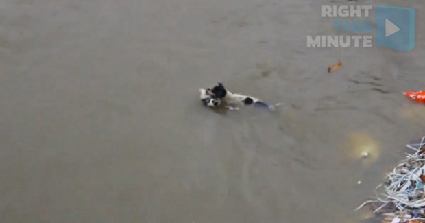 Mom Dog Saves Her Puppies From Floodwaters!