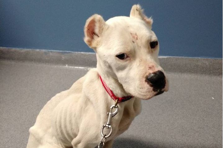 Pit Bull’s Journey From Emaciated & Unwanted To Healthy & Loved Will Make You Cry!