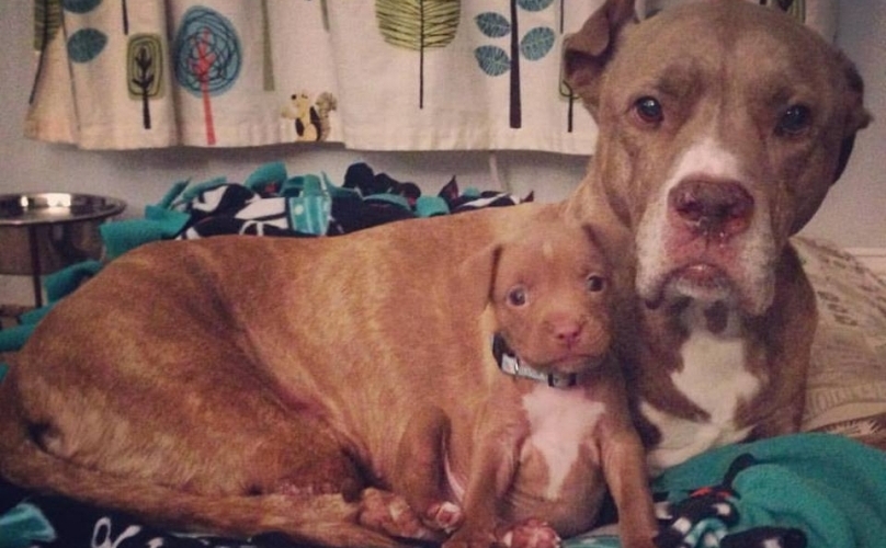 Two-Legged Pit Bull Gets Puppy Brother And The Love Is Out Of Control!