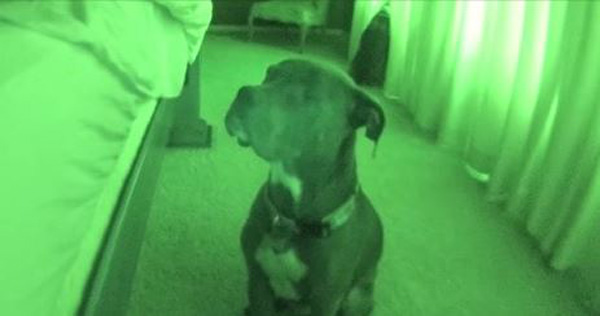 He Set Up A Night Vision Camera. What His Pit Bull Does? HYSTERICAL!