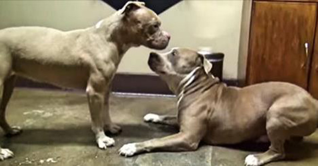 2 Horribly Abused Pit Bulls Meet for the First Time. My Heart Can’t Handle What Happens!