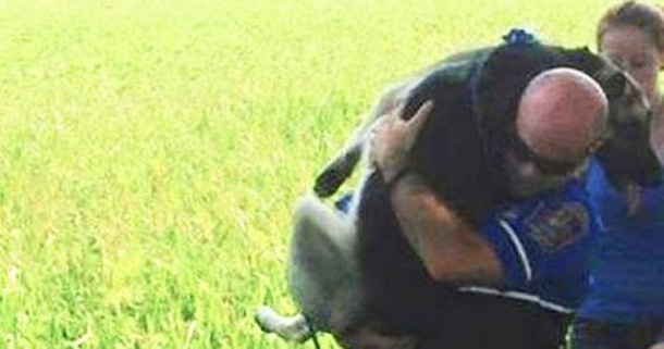 Police Officer Carries 75-Pound Injured Dog Over 200 Yards To Safety