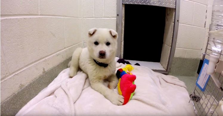 A Puppy Rescued From Dog Meat Trade In South Korea Plays With A Toy For The Very First Time