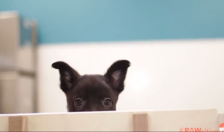 Two Precious Rescue Pups Give Us A Full Minute Of Puppy Perfection!