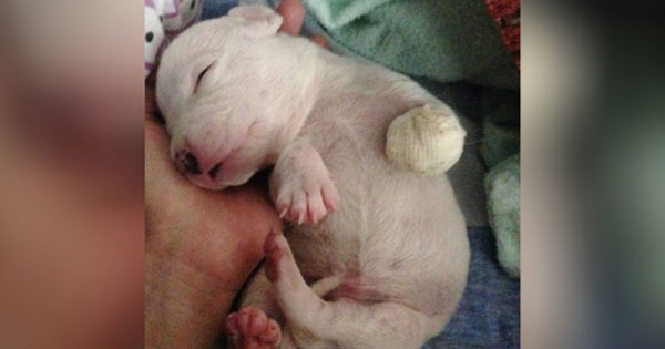 Puppy’s paw eaten by mother but he finds love from the unlikeliest source