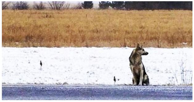 For Over A Year, This Dog Waited At This Spot For Owner Who Will Never Return