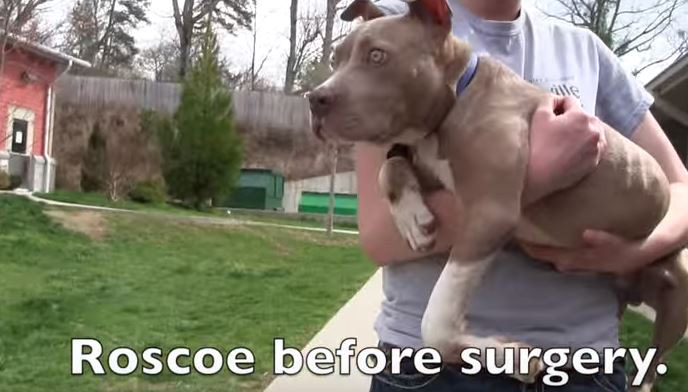 Pit Bull Only Able To Crawl His Whole Life Walks For First Time After Surgery!