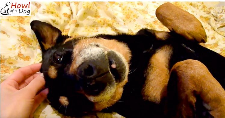 A Senior Dog Experiences Love And Kindness For The Very First Time