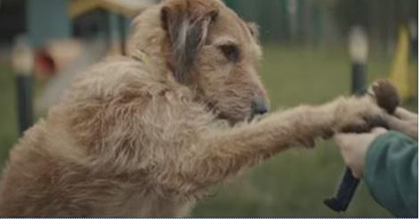 This Inspiring Commercial Of A Dog Waiting For His Human Will Have You In Tears