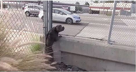 Homeless Pit Bull Rescued Dangerously Close To A Busy Freeway