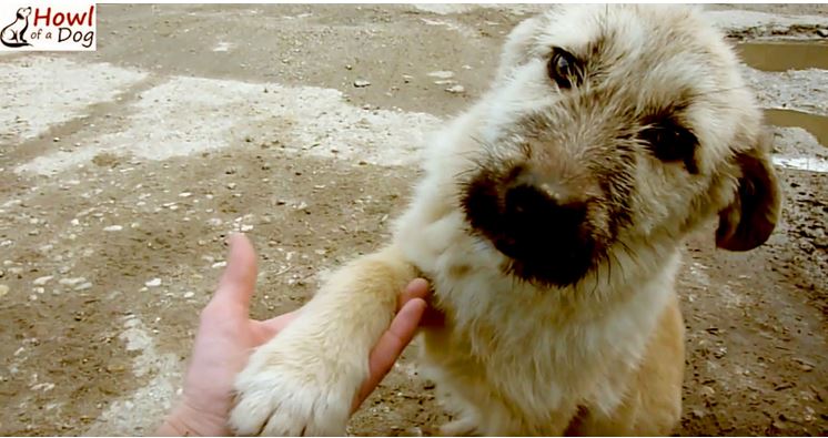 The Sweetest Puppy Says Bye Bye To The Mean Streets. HOORAY!