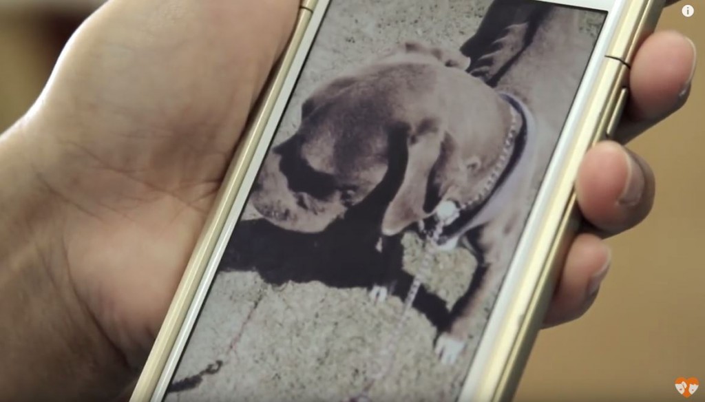 They Got A Dog And Left Him In The Backyard To Die. But Then This Happened…