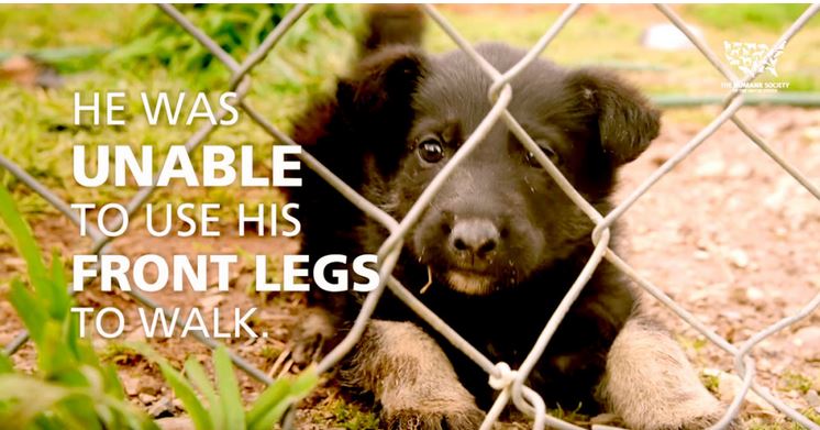 A Puppy Mill Rescue Puppy Couldn’t Even Walk! Get Ready To See Him Now!