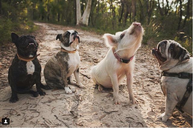 She May Not Look Like Her Siblings, But That Doesn’t Bother This Little Pig One Bit