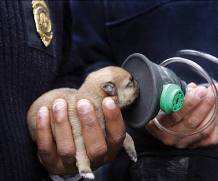 Project Breathe Works To Change Statistics Of Pet Tragedies In House Fires