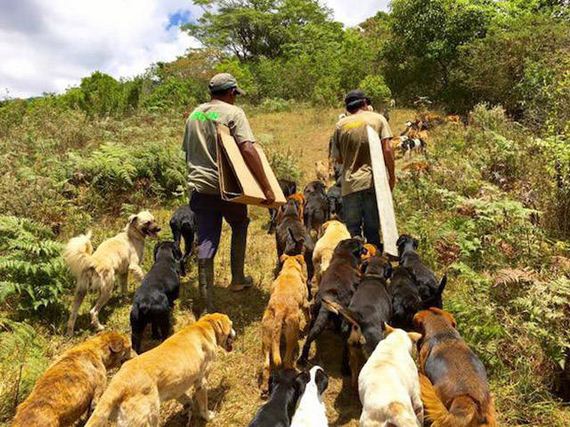 There Is Dog’s Paradise And It Is Called “The Land Of The Strays”