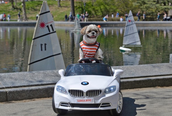 Luigi, the Dog With His Very Own BMW!