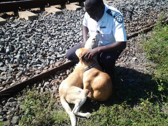 When His Puppy Pal Got Injured, This Hero Dog Refused To Leave Her Side