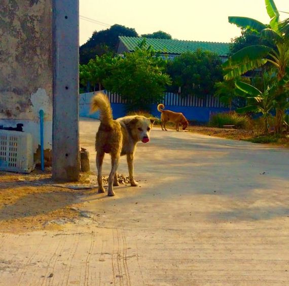 Man Cares For And Feeds 80 Stray Dogs In Thailand