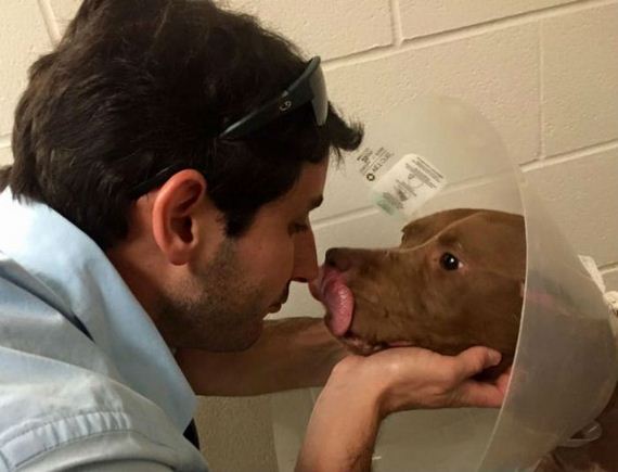 Fighting Pit Bull Finally Gets A Taste Of The Good Life