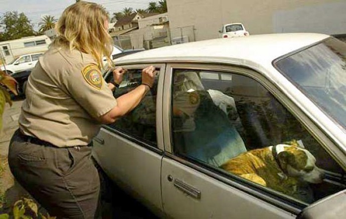 It Is Now Legal To Smash Car Windows To Get A Dog Out Of A Hot Car In Florida!