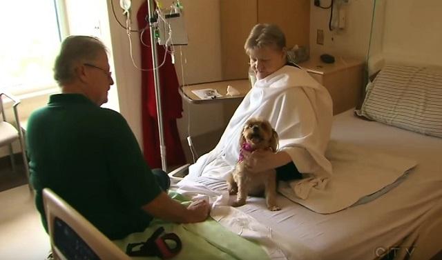 This Amazing Hospital Now Allows Your Pets To Visit You