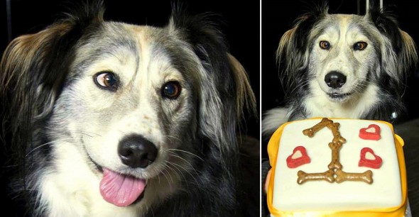 Cross-Eyed Dog Who Couldn’t Find a Home Celebrates Adoption Anniversary