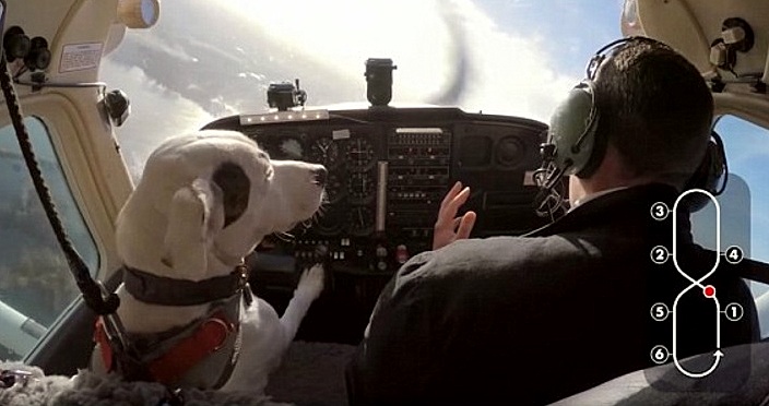 Rescue Dog Becomes the First to Ever Fly a Plane
