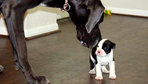 Gentle Giant Mothers Foster Puppies Until They’re Adopted