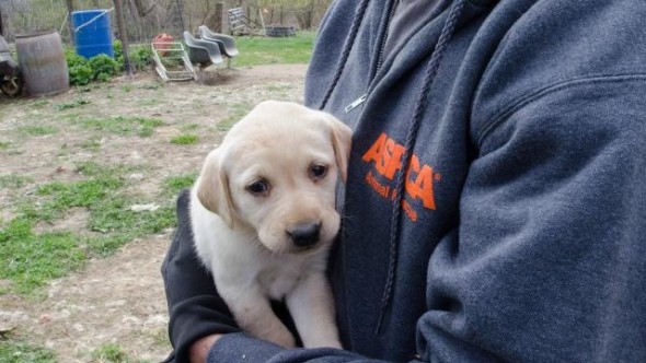 48 Dogs Seized in Wisconsin Puppy Mill Bust