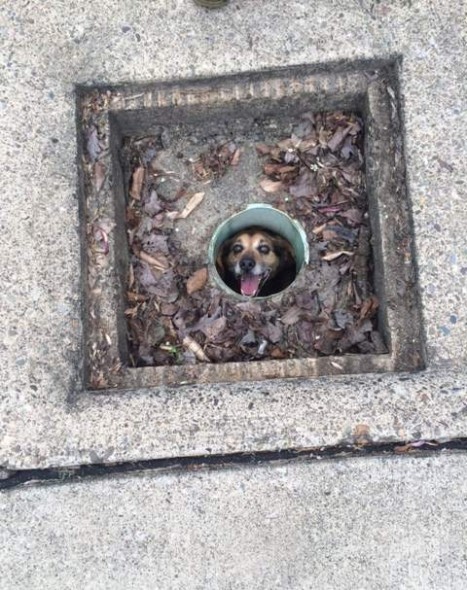 Dog Stuck in a Pipe for Almost a Week Finally Rescued