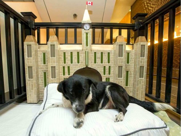 Canadian Hotel Becomes Foster Home for Shelter Dogs