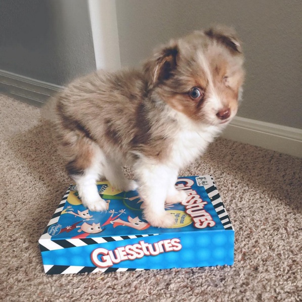 Man With Only One Working Eye Adopts Puppy With One Working Eye