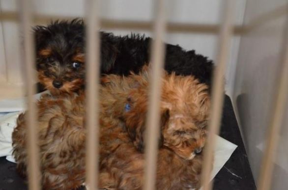 Police Shut Down Pet Store After Finding Dog Locked in Van