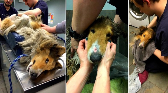 Collie So Matted He Couldn’t Even Pee Properly Is RESCUED!