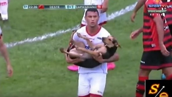 Soccer Announcer Turns Dog Advocate After Dog Interrupts Game