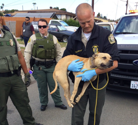 Dog Fighting Ring Busted in San Diego Suburb