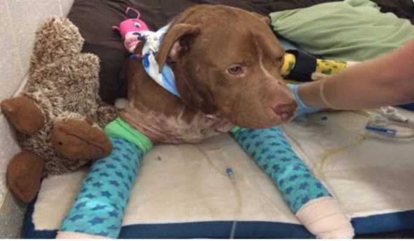 Suspected Bait Dog Rescued from South Carolina Roadside