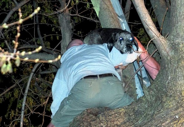 Firefighters Rescue Great Dane… from a Tree?