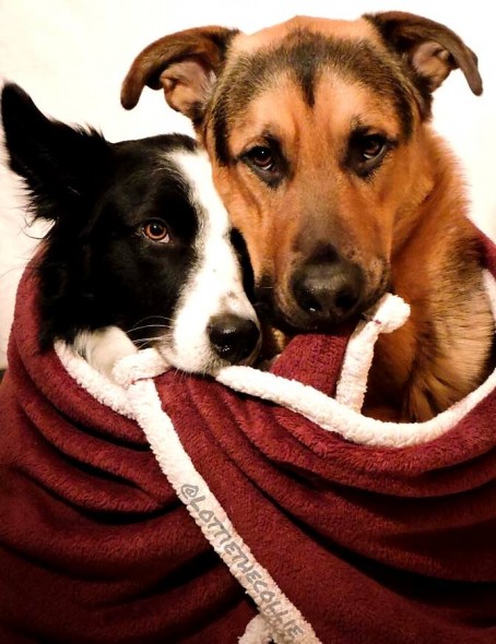 Rescue Dogs Hug When Asked “Who’s Your Best Friend?”